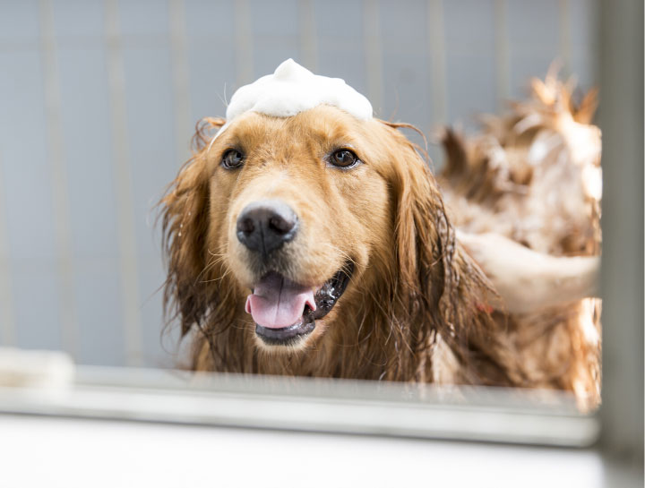 Bathing & Nail Trims