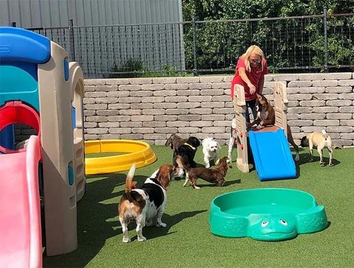 Doggy Day Care